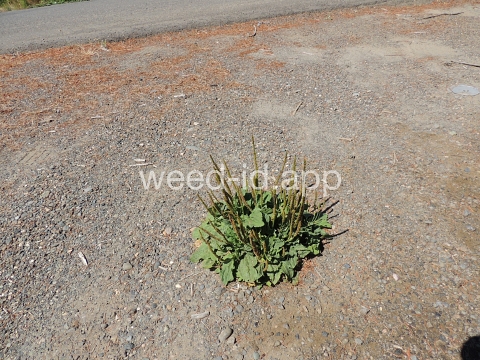 plantain, broadleaf